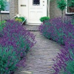 Λεβάντα η Στενόφυλλος (Lavandula angustifolia) Θάμνος Λεβάντα η Στενόφυλλος (Lavandula angustifolia) - Αρωματικά, Φαρμακευτικά Φυτά  & Βότανα -  Μεσογειακός Κήπος