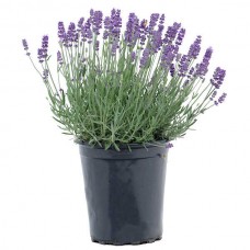 Λεβάντα η Στενόφυλλος (Lavandula angustifolia) - Αρωματικά, Φαρμακευτικά Φυτά  & Βότανα -  Μεσογειακός Κήπος