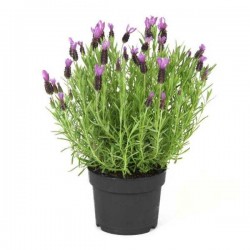 Lavender (Lavandula stoechas) Herb  |  kipogeorgiki.gr
