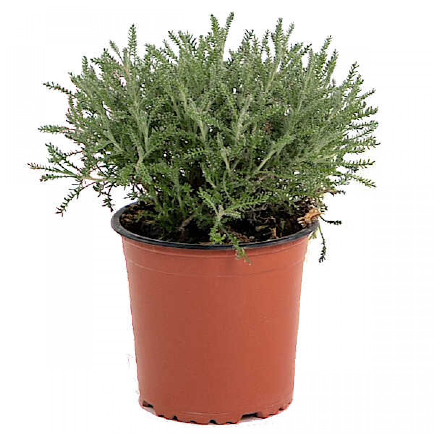 Λεβαντίνη ή Λεβαντίνη Γκρι (Santolina chamaecyparissus) - Αρωματικός Θάμνος Λεβαντίνη ή Λεβαντίνη Γκρι (Santolina chamaecyparissus) Φυτό