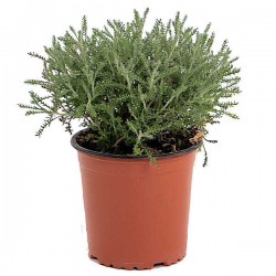 Cotton Lavender (Santolina chamaecyparissus) Plant