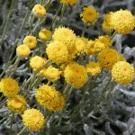 Λεβαντίνη ή Λεβαντίνη Γκρι (Santolina chamaecyparissus) - Αρωματικός Θάμνος Λεβαντίνη ή Λεβαντίνη Γκρι (Santolina chamaecyparissus) Φυτό