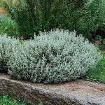 Λεβαντίνη ή Λεβαντίνη Γκρι (Santolina chamaecyparissus) - Αρωματικός Θάμνος Λεβαντίνη ή Λεβαντίνη Γκρι (Santolina chamaecyparissus) Φυτό