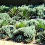 Λεβαντίνη ή Λεβαντίνη Γκρι (Santolina chamaecyparissus) - Αρωματικός Θάμνος Λεβαντίνη ή Λεβαντίνη Γκρι (Santolina chamaecyparissus) Φυτό