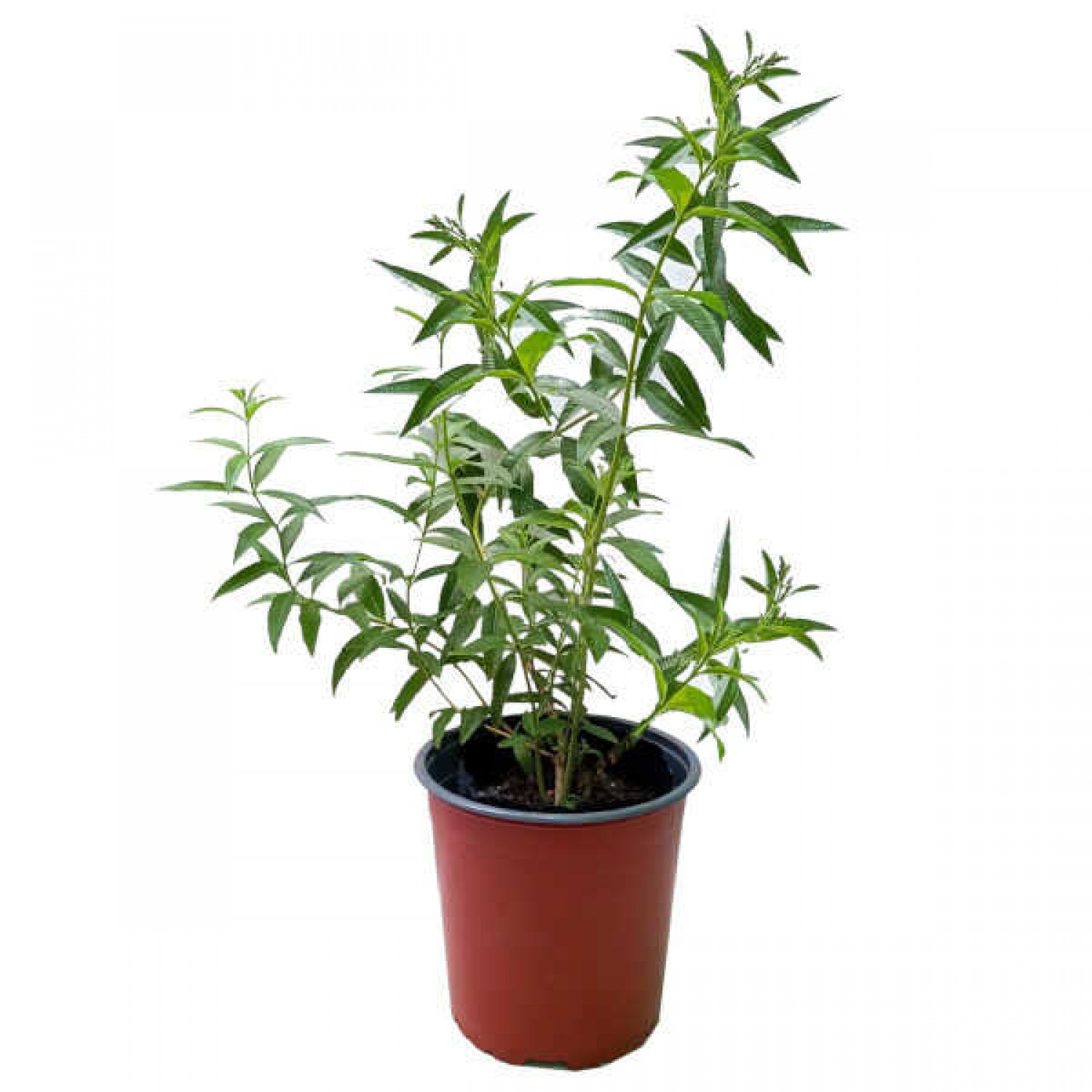 Lemon Beebrush (Lippia citriodora, syn. Aloysia citrodora) Herb Plant Lemon Beebrush (Lippia citriodora, syn. Aloysia citrodora) Herb