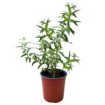 Lemon Beebrush (Lippia citriodora, syn. Aloysia citrodora) Herb Plant Lemon Beebrush (Lippia citriodora, syn. Aloysia citrodora) Herb