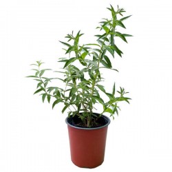 Lemon Beebrush (Lippia citriodora, syn. Aloysia citrodora) Herb