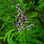 Lemon Beebrush (Lippia citriodora, syn. Aloysia citrodora) Herb Plant Lemon Beebrush (Lippia citriodora, syn. Aloysia citrodora) Herb