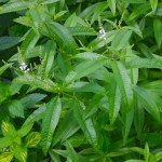 Lemon Beebrush (Lippia citriodora, syn. Aloysia citrodora) Herb Plant Lemon Beebrush (Lippia citriodora, syn. Aloysia citrodora) Herb