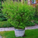 Lemon Beebrush (Lippia citriodora, syn. Aloysia citrodora) Herb Plant Lemon Beebrush (Lippia citriodora, syn. Aloysia citrodora) Herb