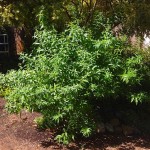 Lemon Beebrush (Lippia citriodora, syn. Aloysia citrodora) Herb Plant Lemon Beebrush (Lippia citriodora, syn. Aloysia citrodora) Herb