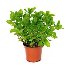 Μέντα (Mentha spicata)|kipogeorgiki.gr