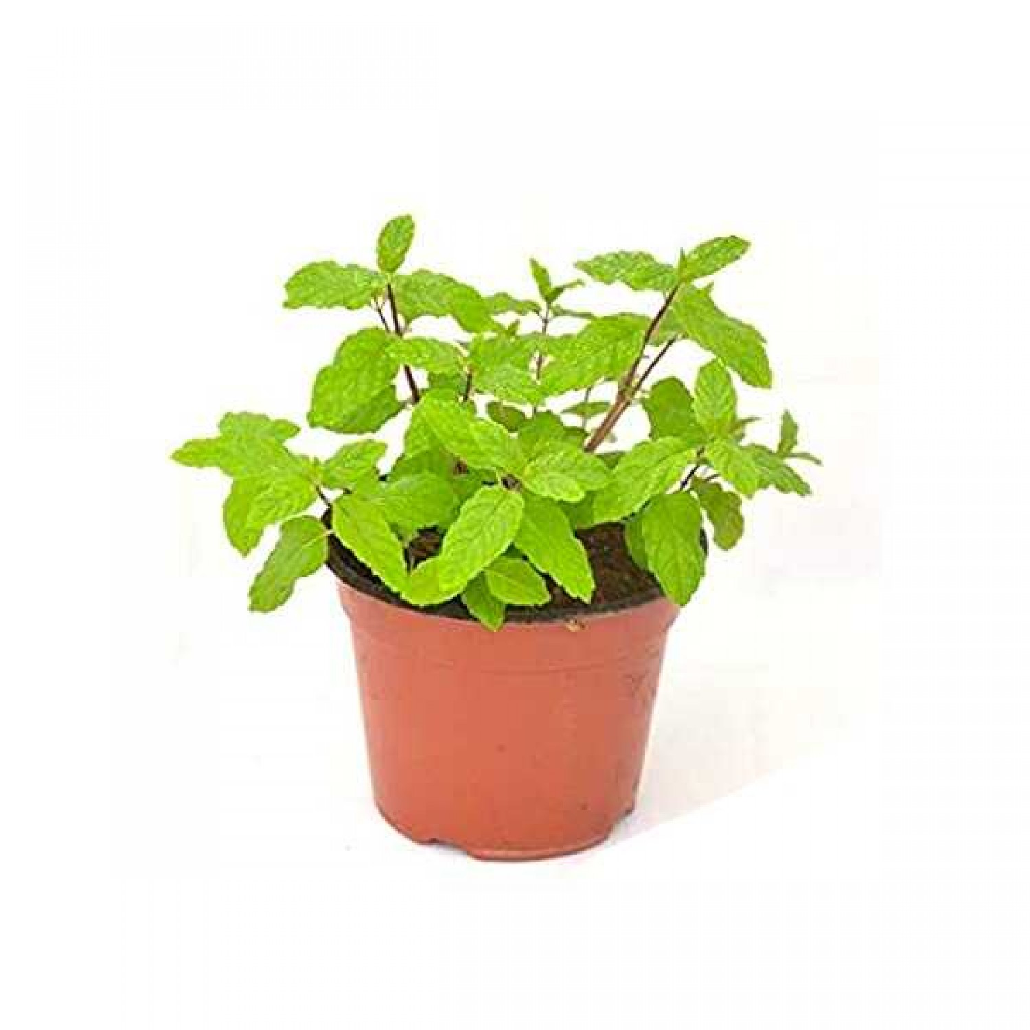 Μέντα πιπερίτα (Mentha x piperita)|kipogeorgiki.gr