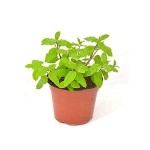 Μέντα πιπερίτα (Mentha x piperita)|kipogeorgiki.gr