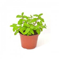 Black Peppermint (Mentha x piperita)|kipogeorgiki.gr Black Peppermint (Mentha x piperita)|kipogeorgiki.gr