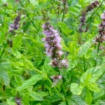 Μέντα πιπερίτα (Mentha x piperita)|kipogeorgiki.gr
