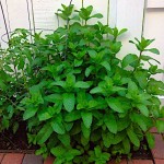 Μέντα πιπερίτα (Mentha x piperita)|kipogeorgiki.gr