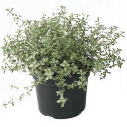 Θυμάρι Ασημόφυλλο (Τhymus citriodorus argendeum)|kipogeorgiki.gr