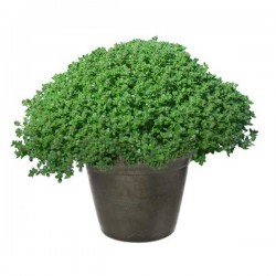 Breckland Thyme (Thymus serphyllum) Herb Breckland Thyme (Thymus serphyllum) Herb