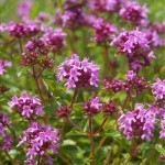 Breckland Thyme (Thymus serphyllum) Herb Breckland Thyme (Thymus serphyllum) Herb