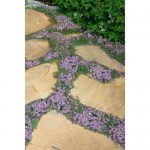 Breckland Thyme (Thymus serphyllum) Herb Breckland Thyme (Thymus serphyllum) Herb