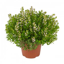 Common Thyme (Thymus vulgaris) Herb Common Thyme (Thymus vulgaris) Herb