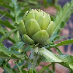 Πράσινη Βιολογική Αγκινάρα Green Globe Φυτό