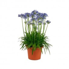 African Lily Blue Rhizomatous (Agapanthus africanus - Blue) | kipogeorgiki.gr
