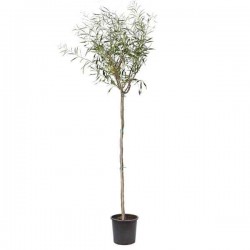 Blue-Leafed Wattle (Acacia saligna-syn. Acacia cyanophylla) Tree - Drought Tolerant Trees Blue-Leafed Wattle (Acacia saligna) Tree