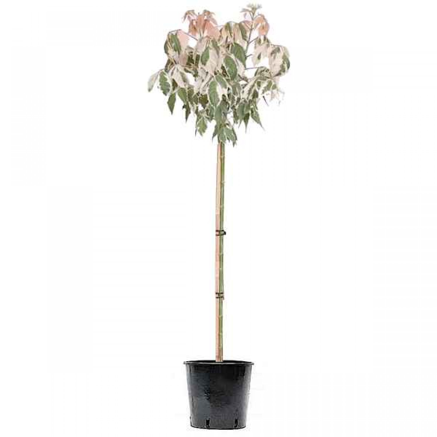 Flamingo Boxelder (Acer negundo 'Flamingo') Tree - Deciduous Ornamental Trees