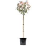 Flamingo Boxelder (Acer negundo 'Flamingo') Tree - Deciduous Ornamental Trees