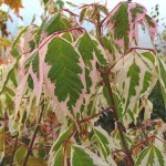 Flamingo Boxelder (Acer negundo 'Flamingo') Tree - Deciduous Ornamental Trees