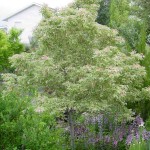 Flamingo Boxelder (Acer negundo 'Flamingo') Tree - Deciduous Ornamental Trees