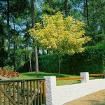 Flamingo Boxelder (Acer negundo 'Flamingo') Tree - Deciduous Ornamental Trees