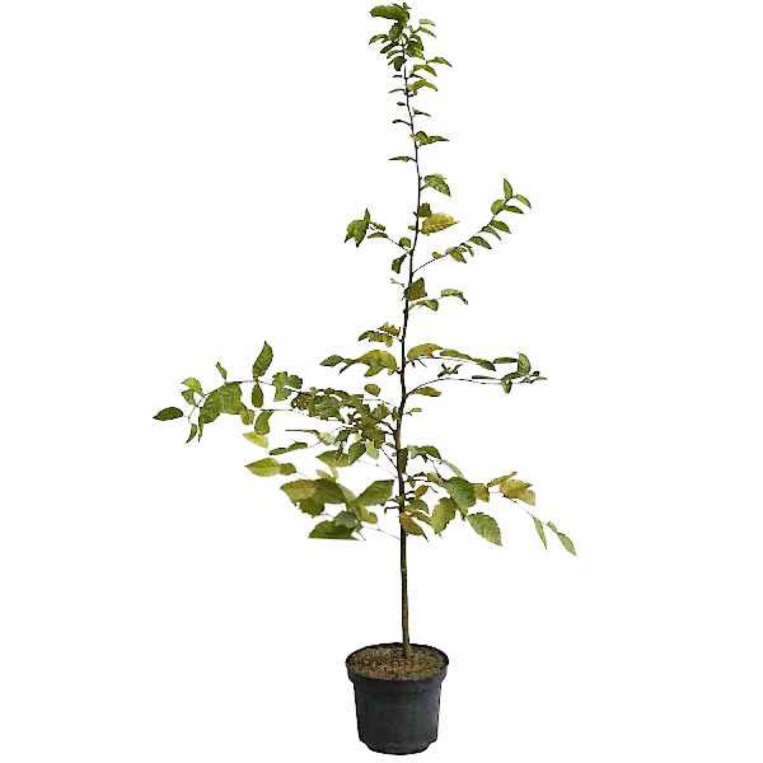 European Hornbeam (Carpinus betulus) Tree - Ornamental Trees