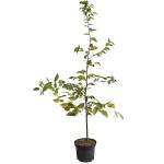 European Hornbeam (Carpinus betulus) Tree - Ornamental Trees