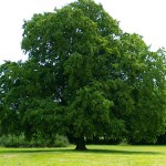 European Hornbeam (Carpinus betulus) Tree - Ornamental Trees