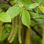 European Hornbeam (Carpinus betulus) Tree - Ornamental Trees