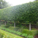 European Hornbeam (Carpinus betulus) Tree - Ornamental Trees