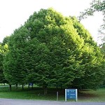 European Hornbeam (Carpinus betulus) Tree - Ornamental Trees