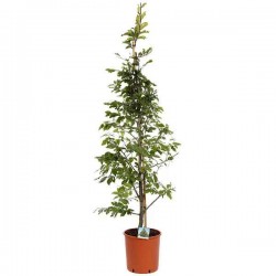 Οξιά Δασική (Fagus sylvatica-Οξιά η φηγός) Δέντρο - Δέντρα Ανθεκτικά στις Χαμηλές Θερμοκρασίες