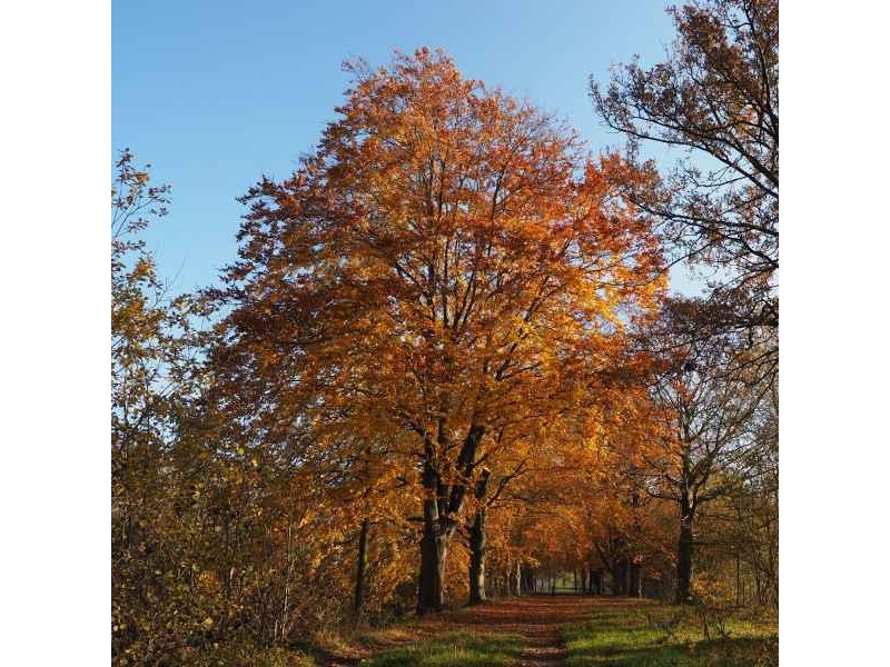 European Beech (Fagus sylvatica) Tree