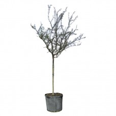 Γαζίες Δέντρα (Ακακία Φαρνεζιανή - Acacia farnesiana) | Φυτά