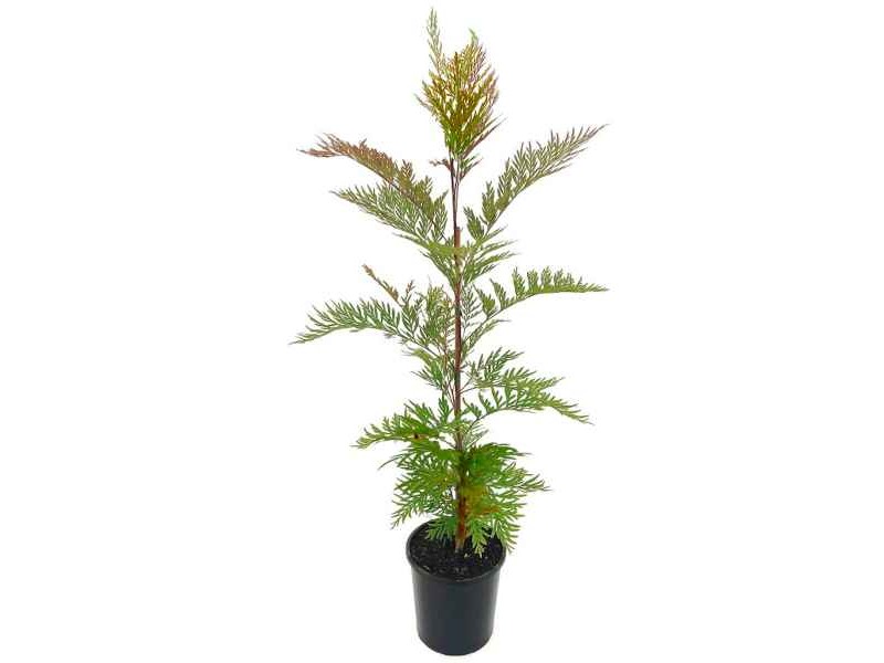 Australian Silver Oak-Grevillea robusta Evergreen Tree