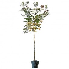 Pride of India (Koelreuteria paniculata-syn. Sapindus paniculata) Tree - Deciduous Ornamental Trees