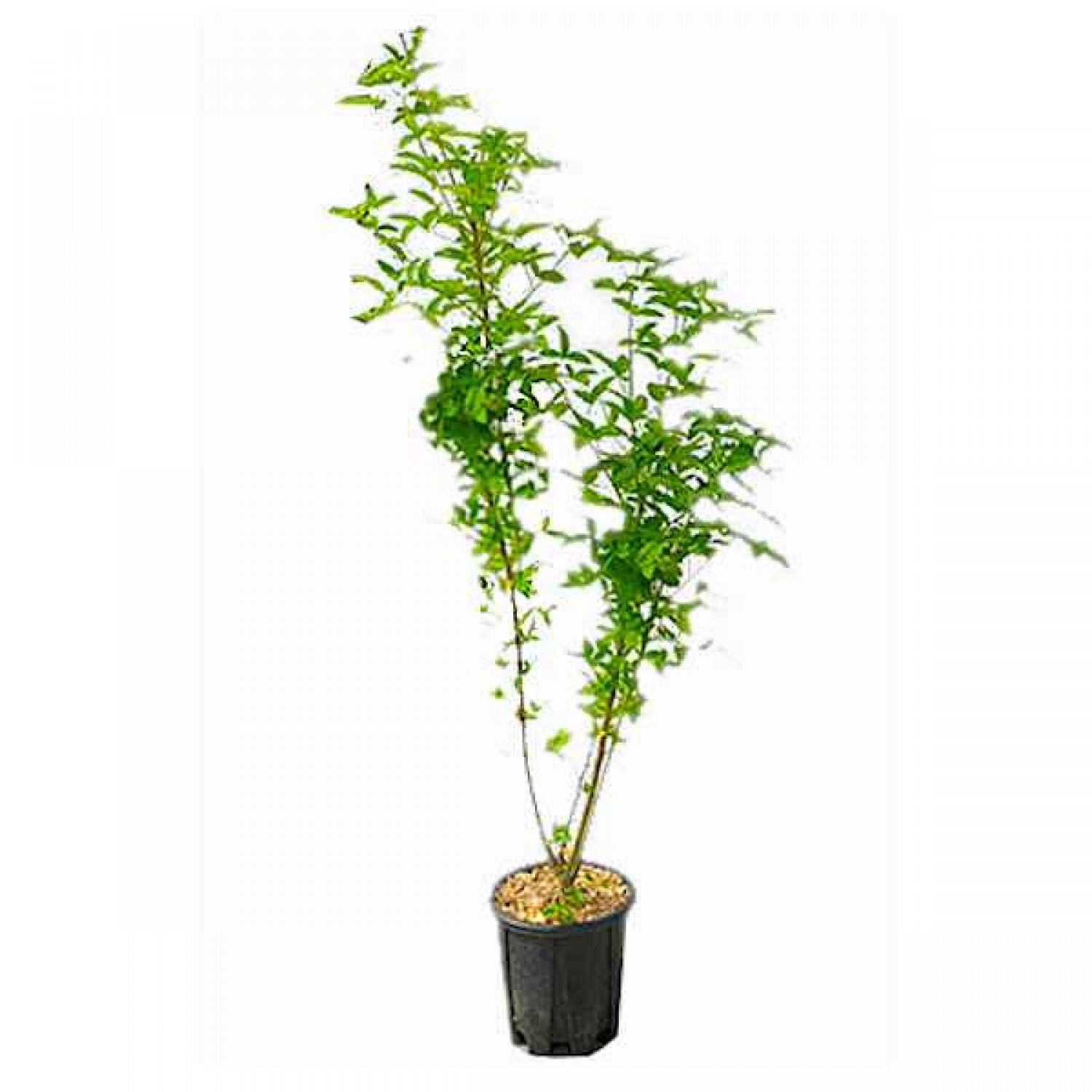 Common Laburnum or Golden Rain (Laburnum anagyroides) Shrub - Cold Hardy Shrubs