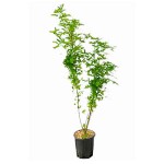 Common Laburnum or Golden Rain (Laburnum anagyroides) Shrub - Cold Hardy Shrubs