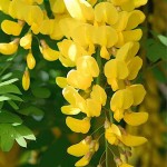 Common Laburnum or Golden Rain (Laburnum anagyroides) Shrub - Cold Hardy Shrubs