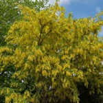 Common Laburnum or Golden Rain (Laburnum anagyroides) Shrub - Cold Hardy Shrubs