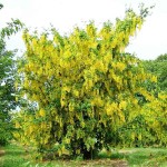 Common Laburnum or Golden Rain (Laburnum anagyroides) Shrub - Cold Hardy Shrubs